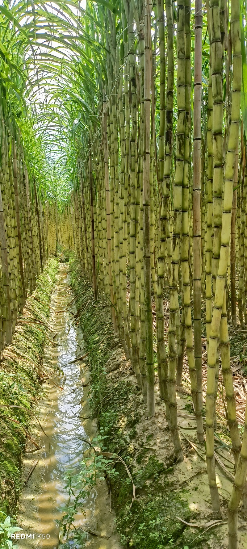 博白三滩黑皮甘蔗产地直供
