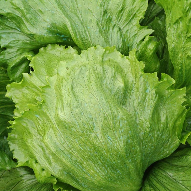 球生菜