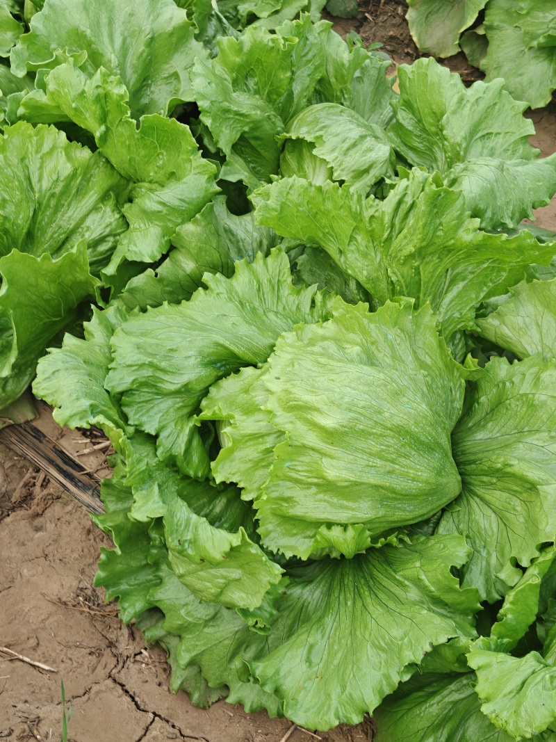 球生菜