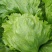球生菜