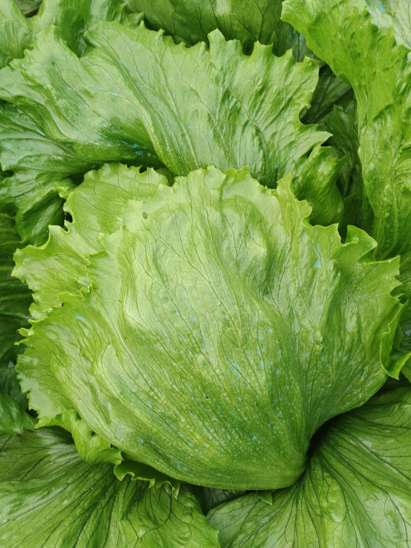 球生菜