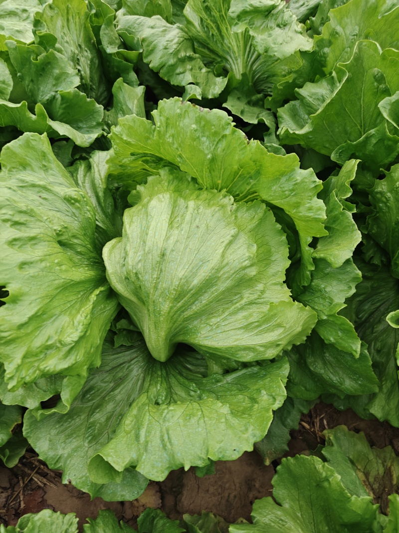球生菜