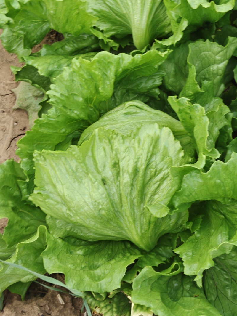 球生菜