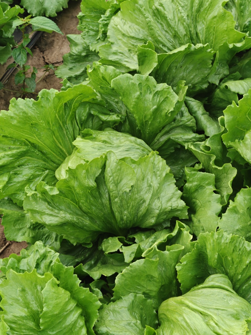 球生菜