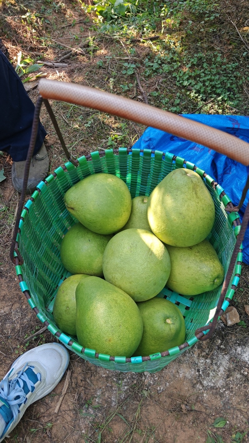 安福金兰柚