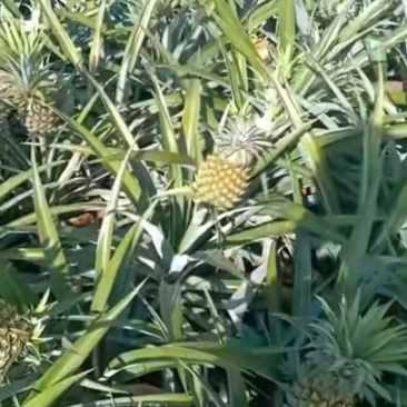 香水菠萝