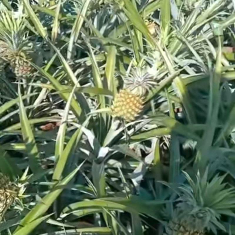 香水菠萝