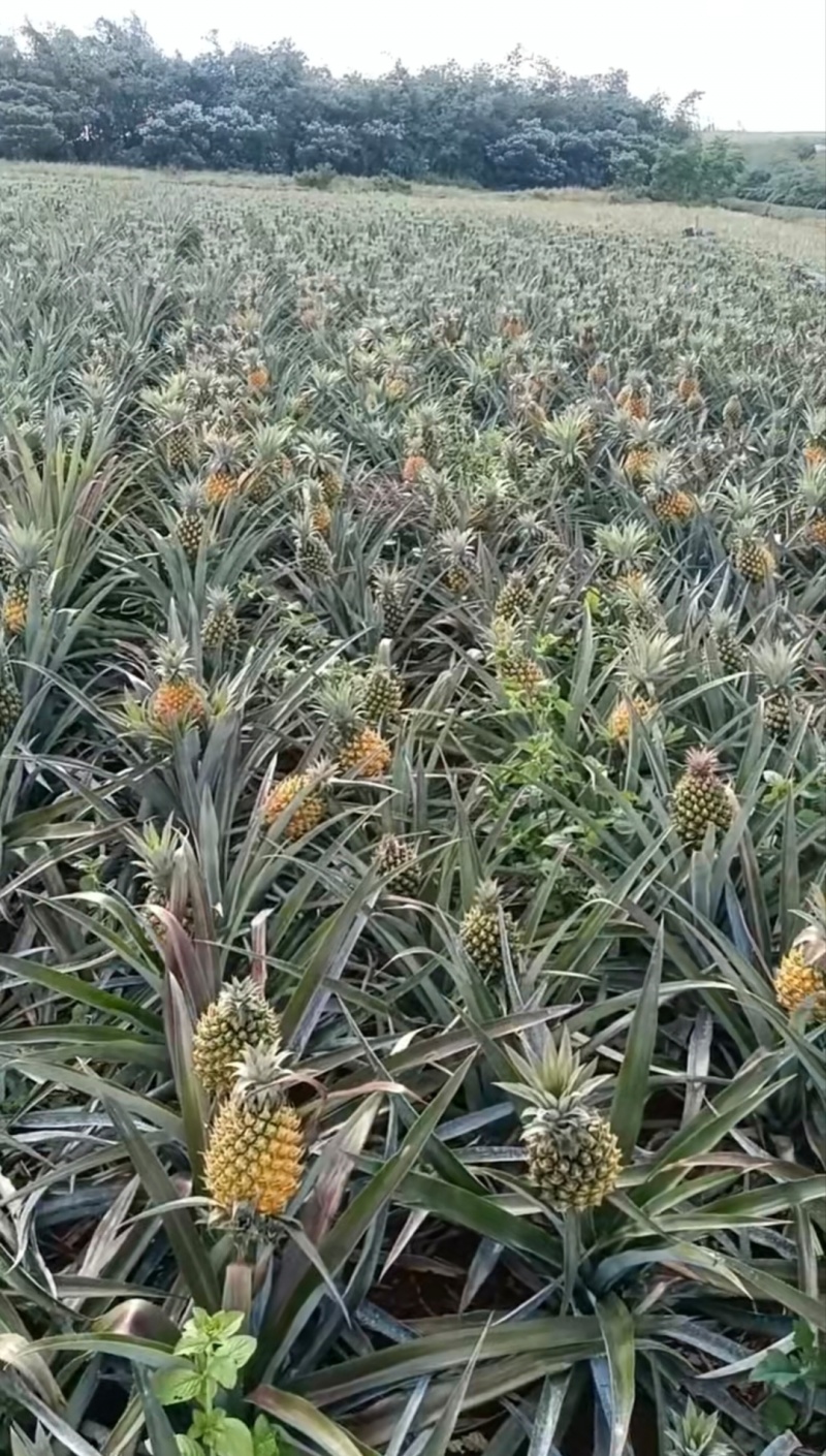 香水菠萝