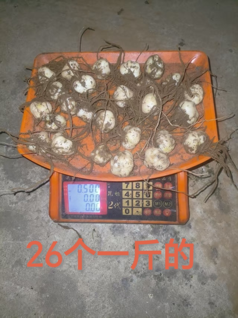 大理糯百合子株产地昭通鲁甸直发