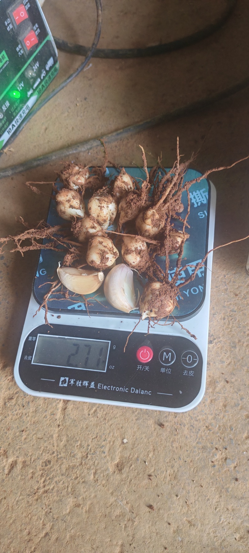 大理糯百合子株产地昭通鲁甸直发