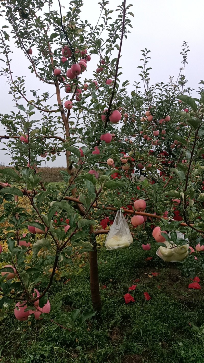 陕西红富士苹果
