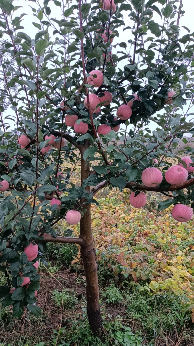 陕西红富士苹果