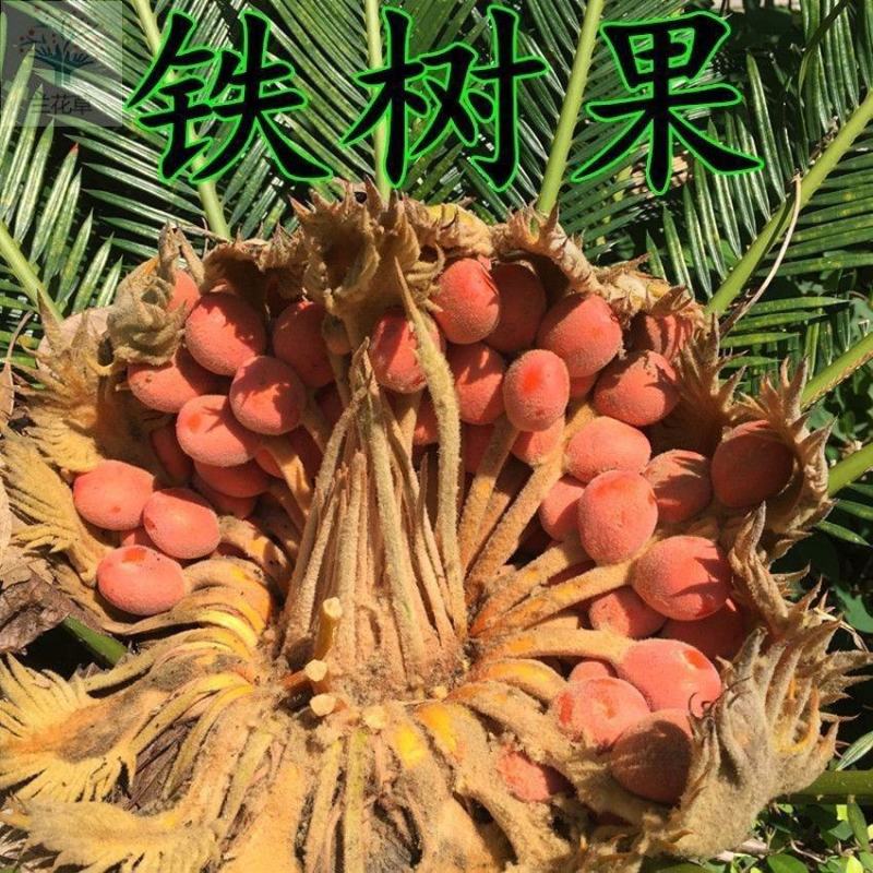 铁树果正品铁树果中药材铁树果铁树籽凤凰蛋苏铁果