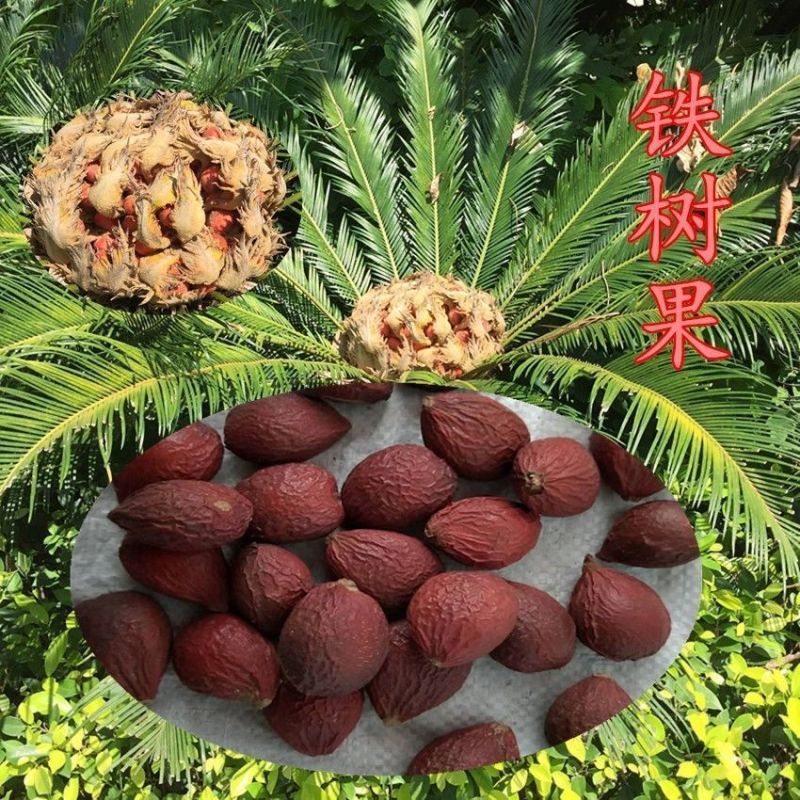铁树果正品铁树果中药材铁树果铁树籽凤凰蛋苏铁果