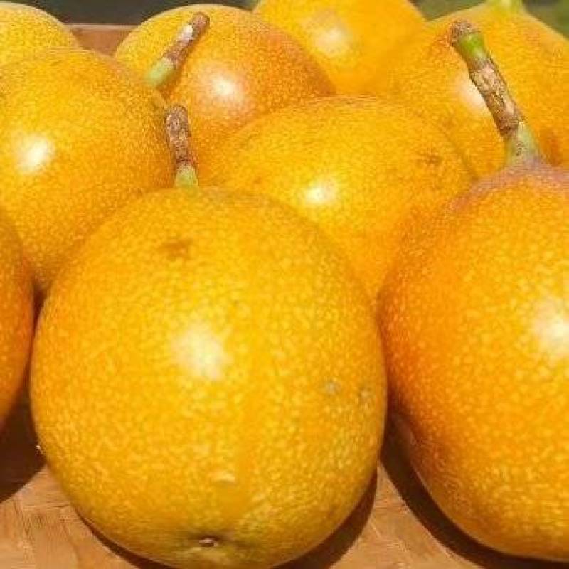 热情果云南西双版纳基地直供质量保证一手货源全国发货
