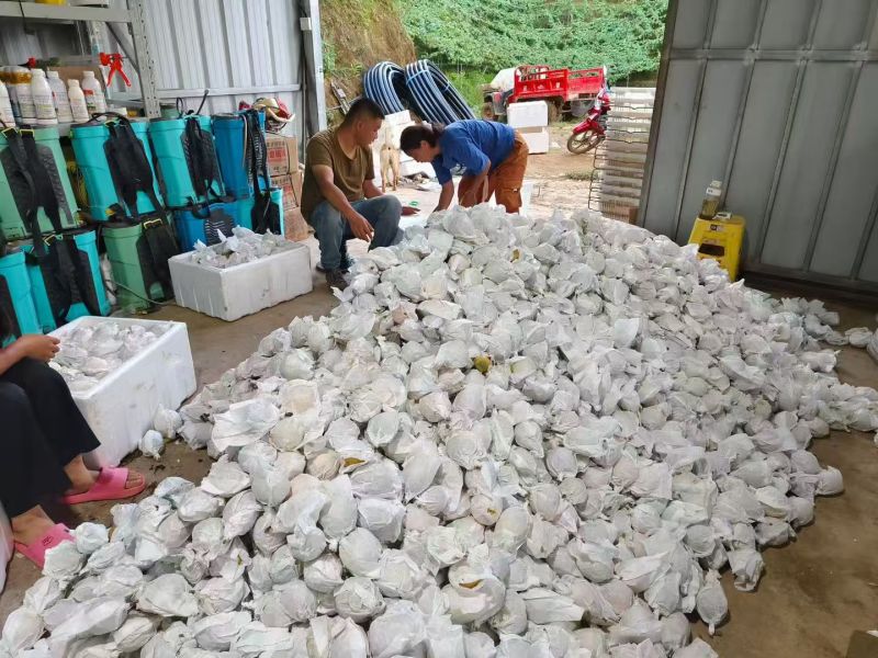 热情果云南西双版纳基地直供质量保证一手货源全国发货