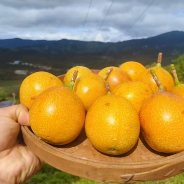 热情果云南西双版纳基地直供质量保证一手货源全国发货
