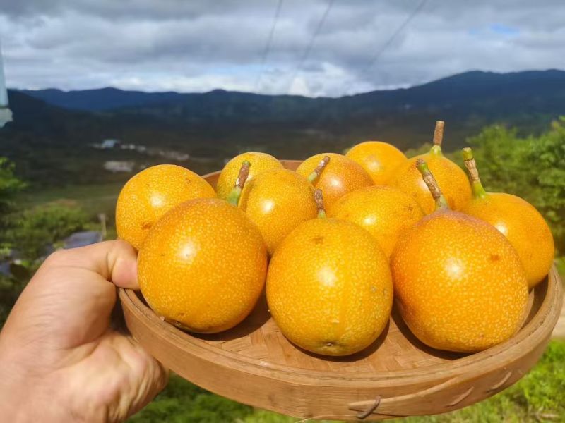热情果云南西双版纳基地直供质量保证一手货源全国发货