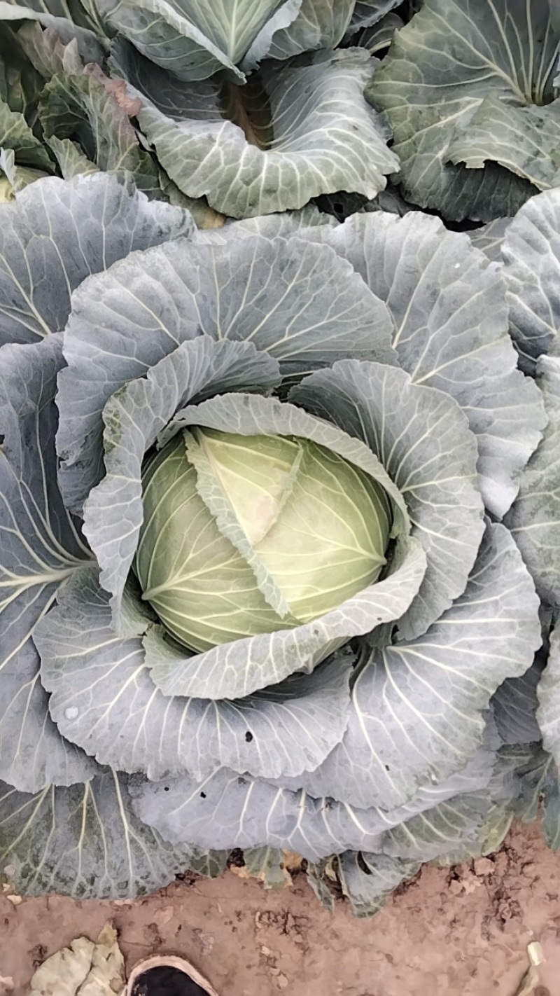 莲花白