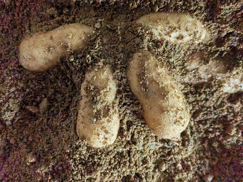 大别山天麻***********