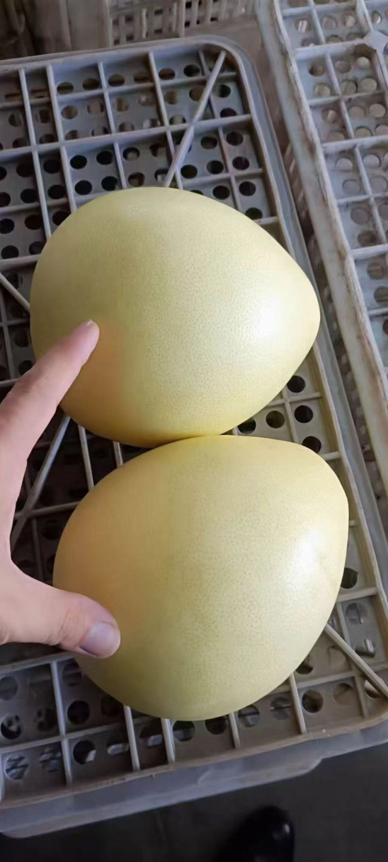 青皮红心蜜柚，黄皮红心蜜柚，可大吨位出货！
