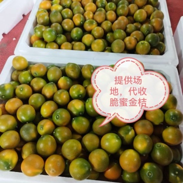 提供场地代收金桔，脆蜜金柑，脆皮金桔