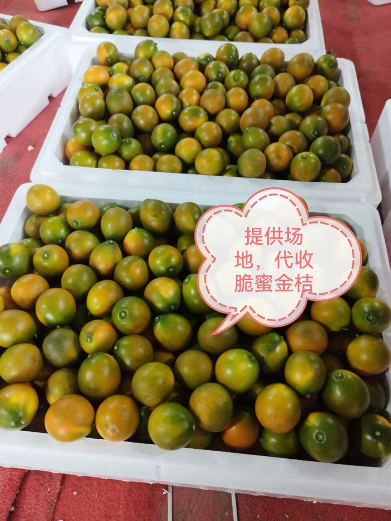 提供场地代收金桔，脆蜜金柑，脆皮金桔