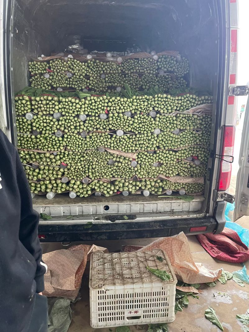 (精品小白菜)一手货产地直发，品质保证加工厂食堂
