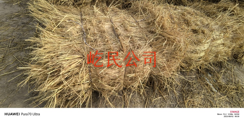 稻草2025年新草