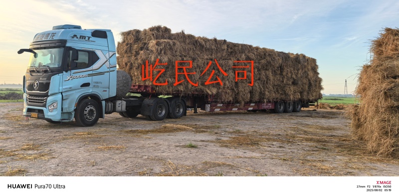 稻草2025年新草