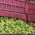 寒地黑土真空包装黑糯、白糯、黄糯、花糯、开袋即食甜糯玉米