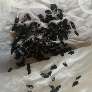 百子莲种子