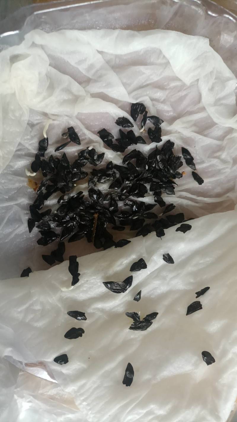 百子莲种子