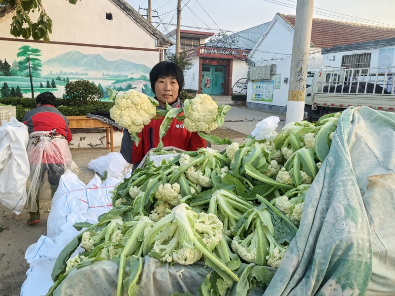 青梗松花菜