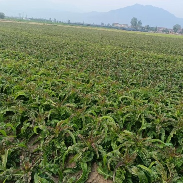 百亩莴苣产地直供！新鲜莴苣现摘现发！欢迎预定！