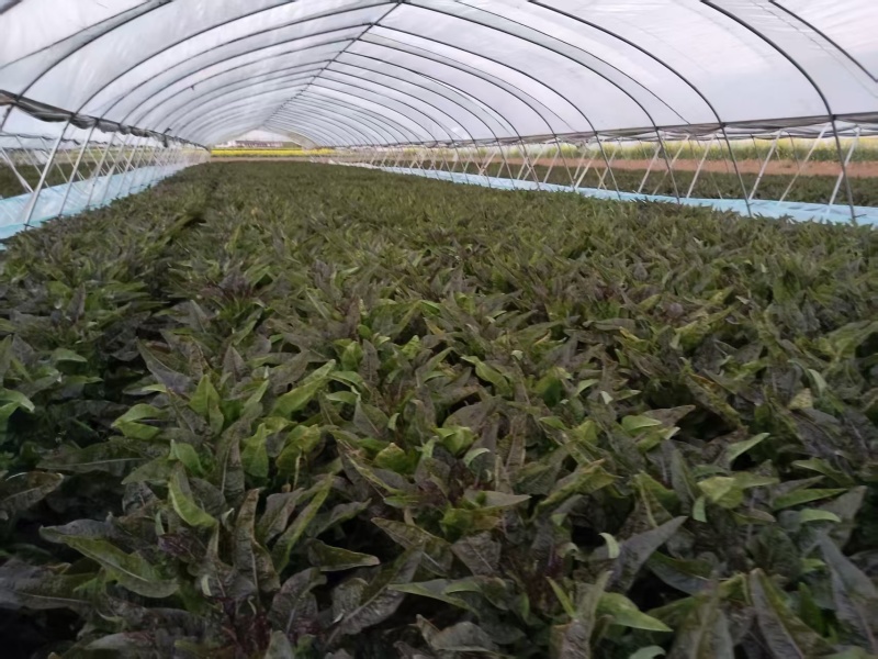 百亩莴苣产地直供！新鲜莴苣现摘现发！欢迎预定！