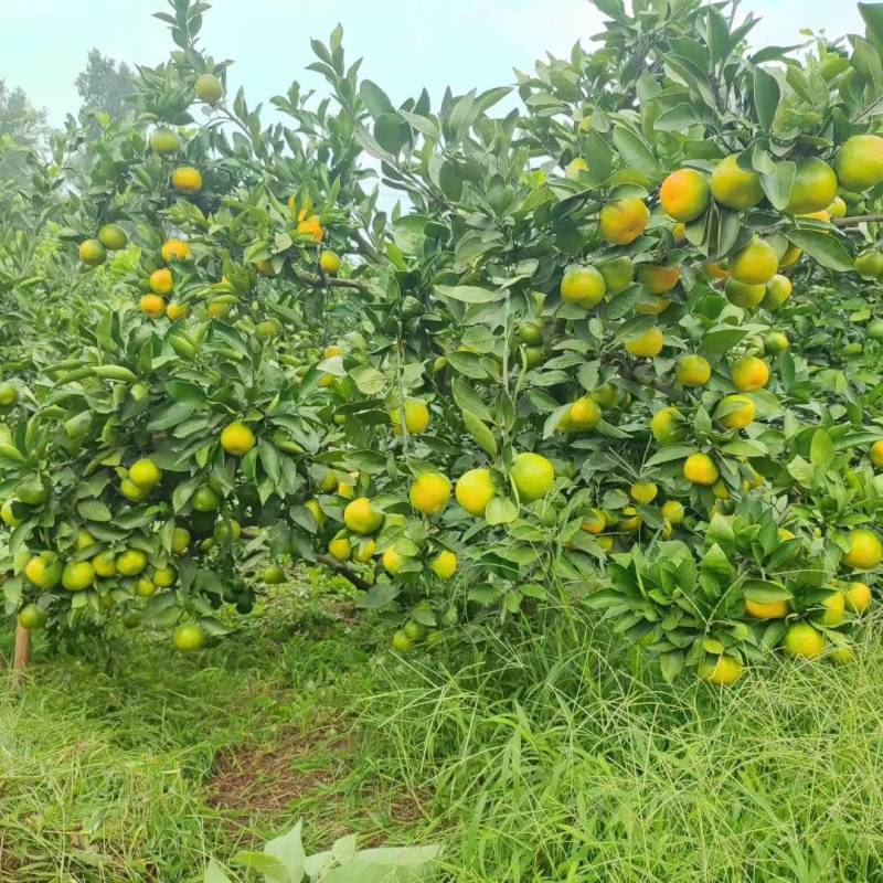 蜜橘