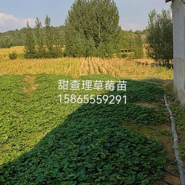 草莓苗