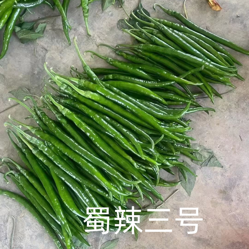 蜀辣三号线椒辣椒种子青红干条椒泡椒剁椒红椒酱高辣二荆条种