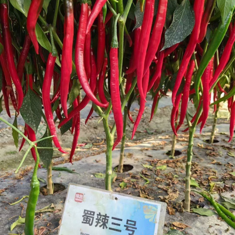 蜀辣三号线椒辣椒种子青红干条椒泡椒剁椒红椒酱高辣二荆条种