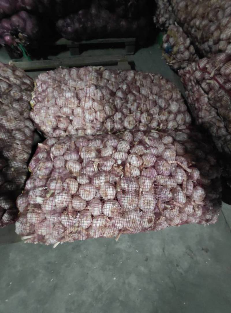 山东金乡紫皮大蒜，个头大