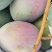 四川攀枝花凯特芒果产地直发货源充足/对接全国采购商