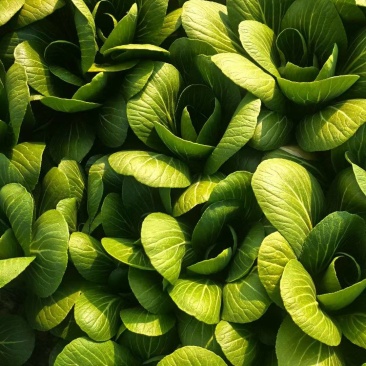 大量供应小青菜