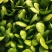 大量供应小青菜