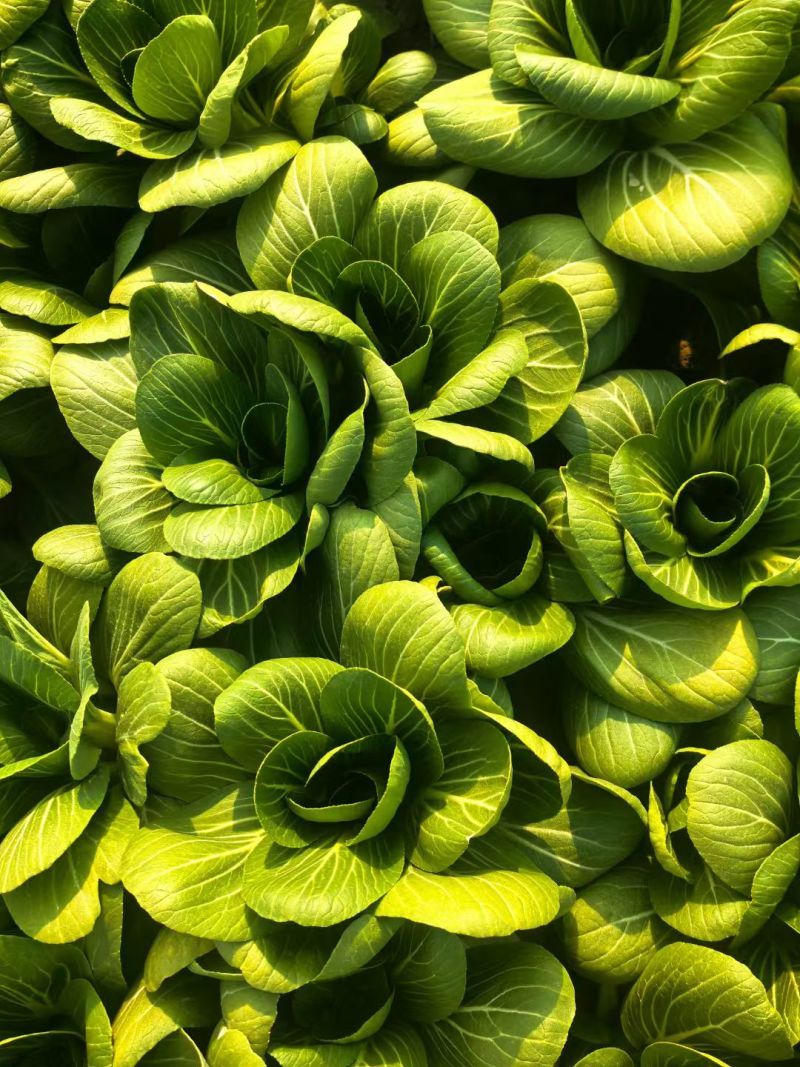 大量供应小青菜