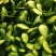 大量供应小青菜