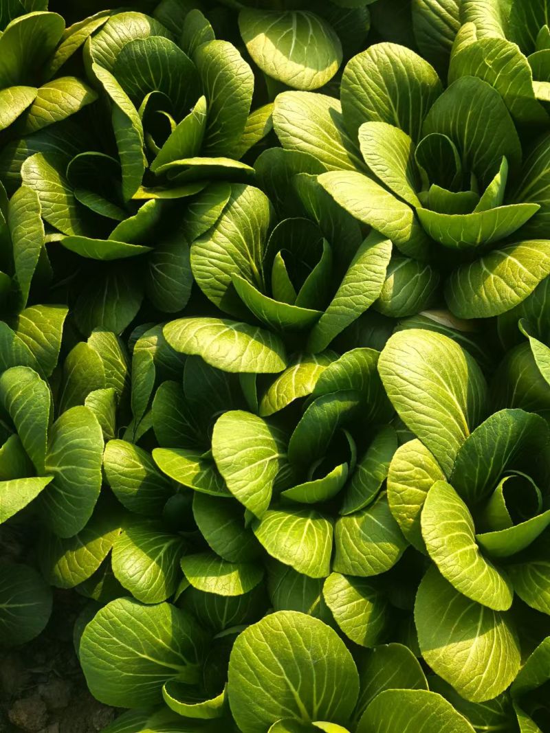 大量供应小青菜