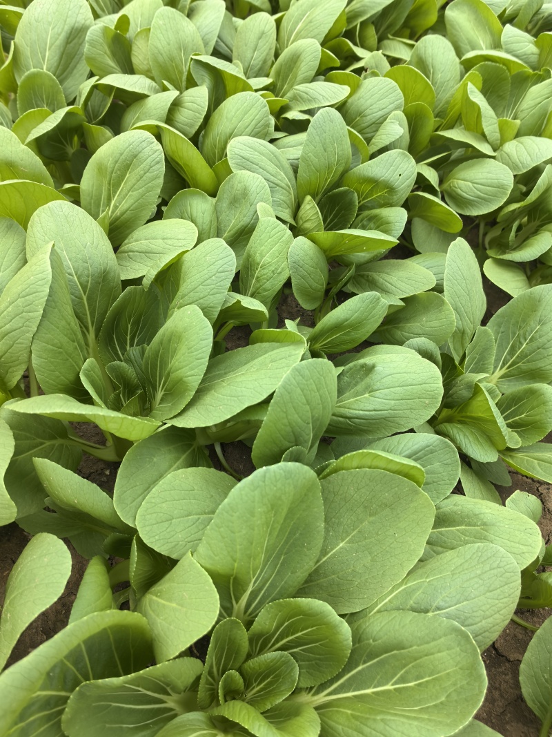 大量供应小青菜