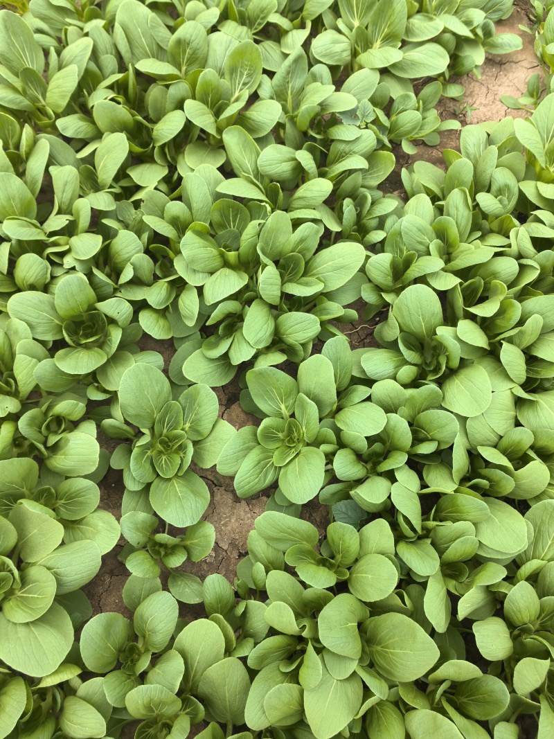 大量供应小青菜