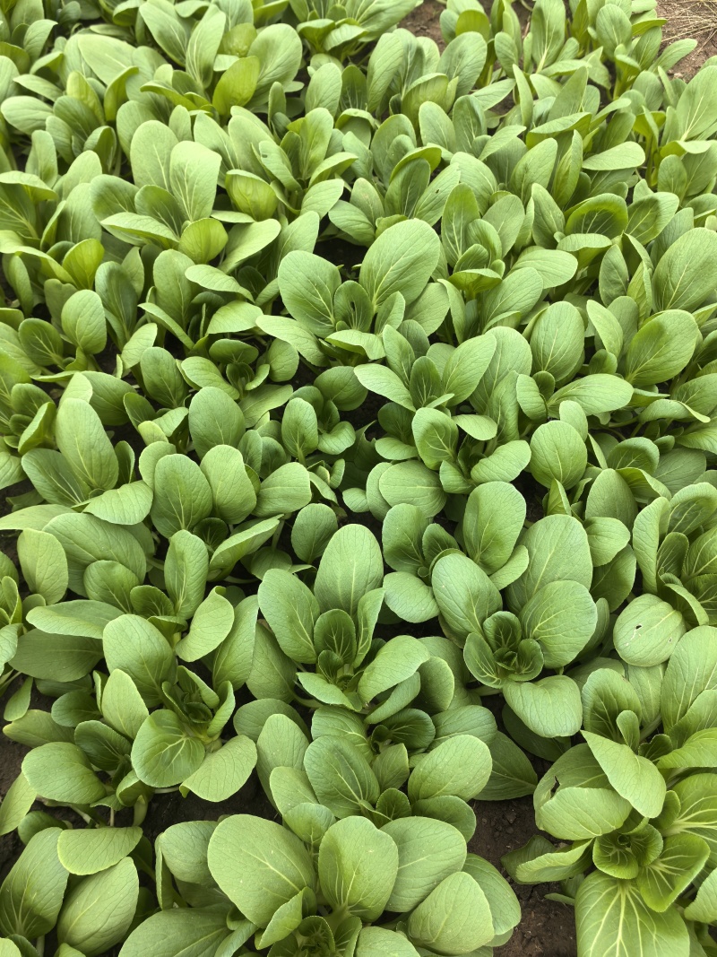 大量供应小青菜